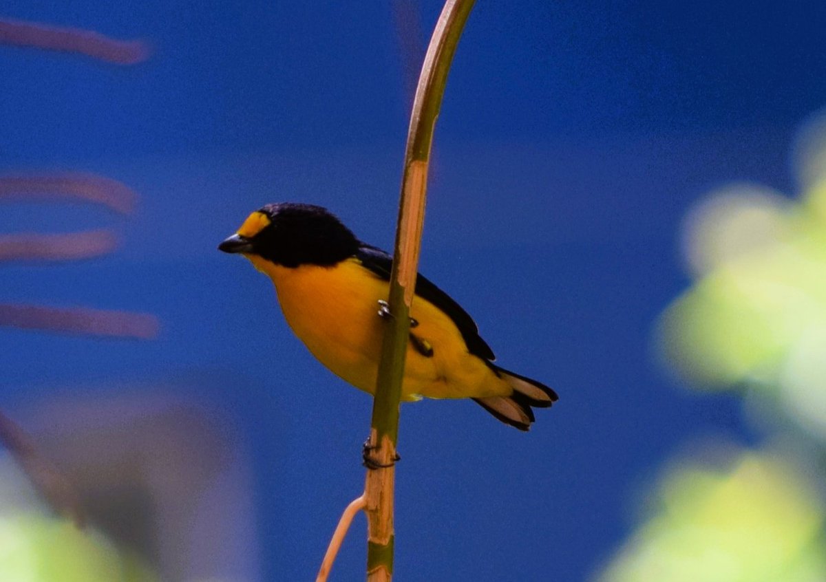 cjsbarros's tweet photo. Visita na tarde do domingo #faunafrutoeflor #brasiliaecerrado #gaturamo #gaturamoverdadeiro #euphoniaviolacea #birds #birdphotography #avesdobrasil #wikiaves #inaturalist #NaturePhotography #NatureBeauty #dajanela #beleza https://t.co/twELG7CXl3