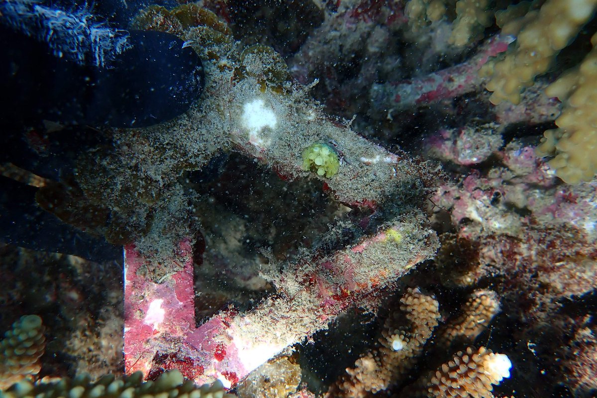 Dr Taylor Whitman tweet media