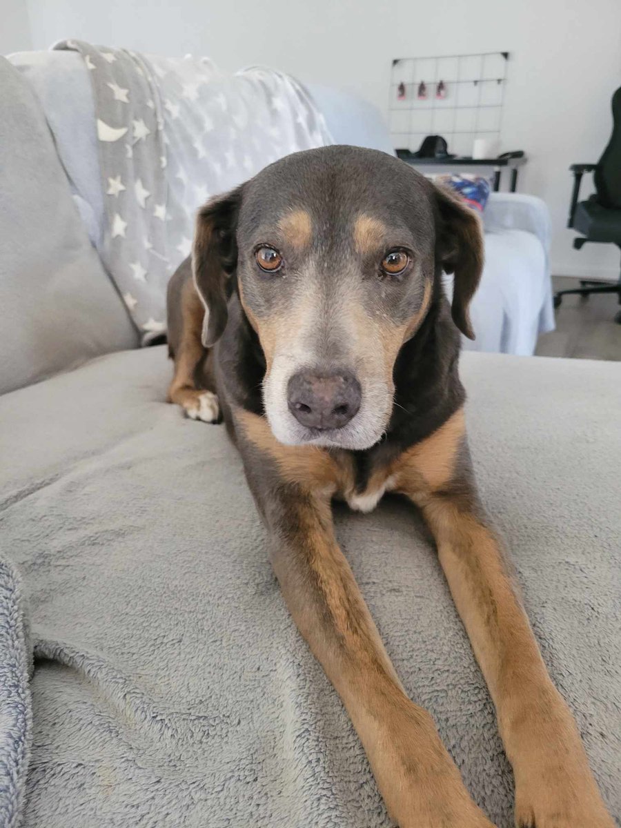 Today is a sad day. Athena has been diagnosed with Lymphoma. Today she had her first chemotherapy treatment.