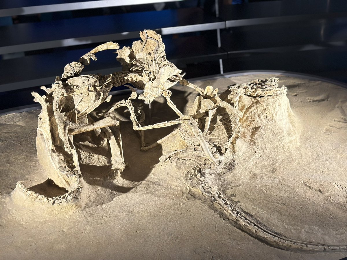 3連休最終日、いかがお過ごしですか？ プロトケラトプスVS