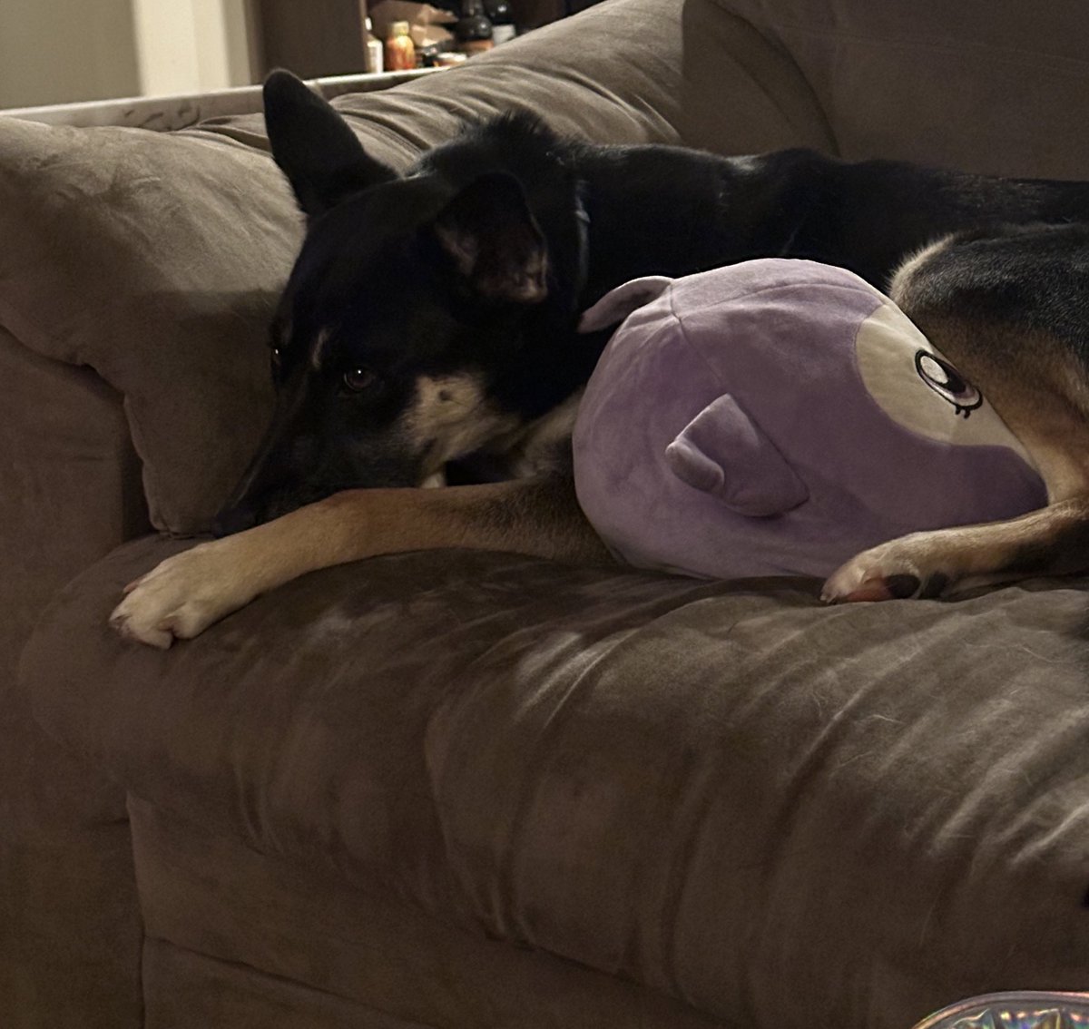 illyriastudios's tweet photo. Oops my finger slipped and I’m streaming ahhhh dog pic for tax
https://t.co/4crWuPe6kW
#craftingstream #twitch https://t.co/LcEFxoR7AC