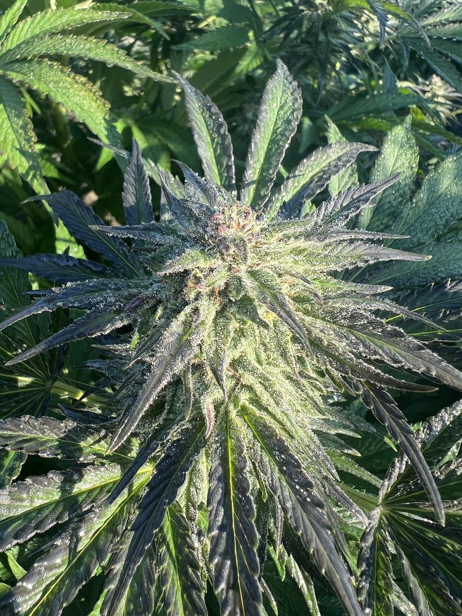 ScienceUnderNature tweet media