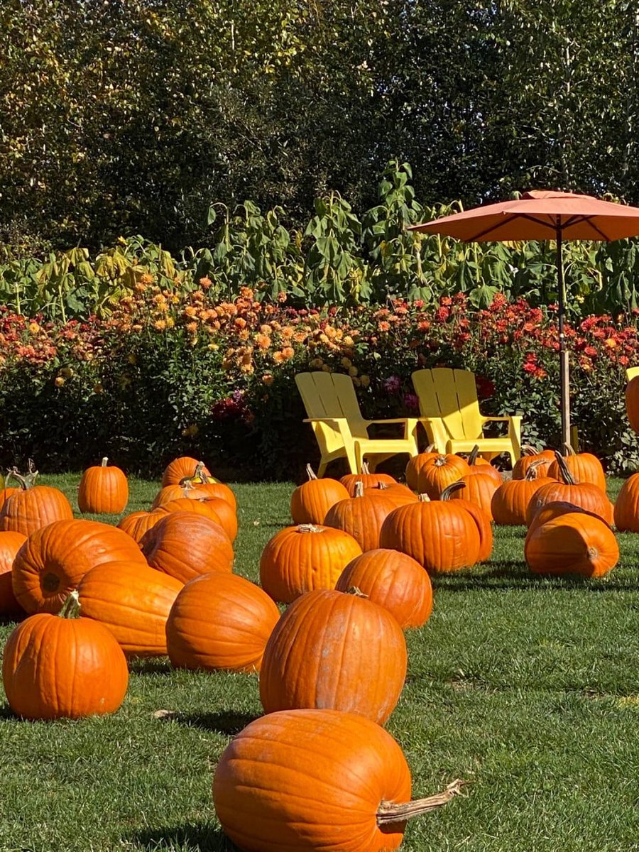In addition to a field full of pumpkins to move, there's also a field of flowers to take a picture with