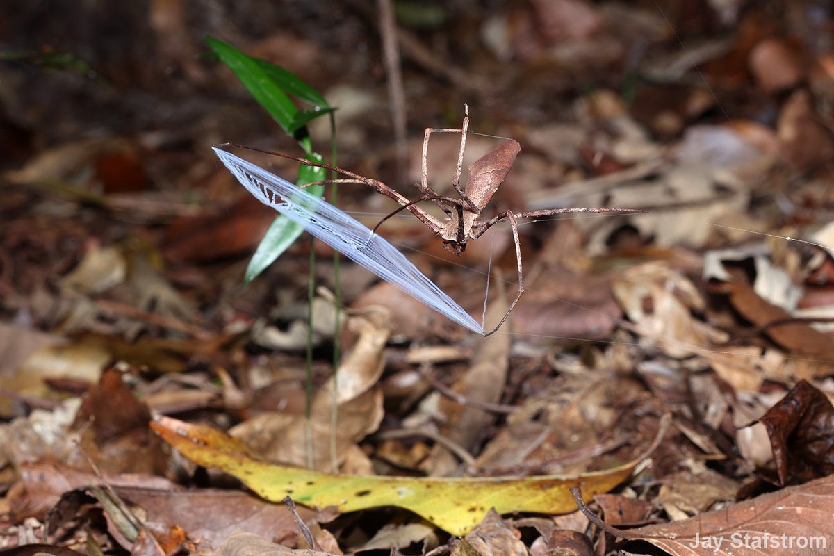 AAS_arachnology's tweet photo. Deinopids make a unique web that's super stretchy and sticky! Made of 5 different fiber types. And guess what? Each silk comes from its own unique silk glands! Ever been curious about their appearance? Hold onto your hats because we're going to reveal it all! #DeinopidDay https://t.co/Eh3jm6N7KL