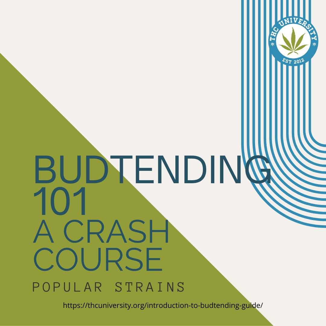 THC University tweet media