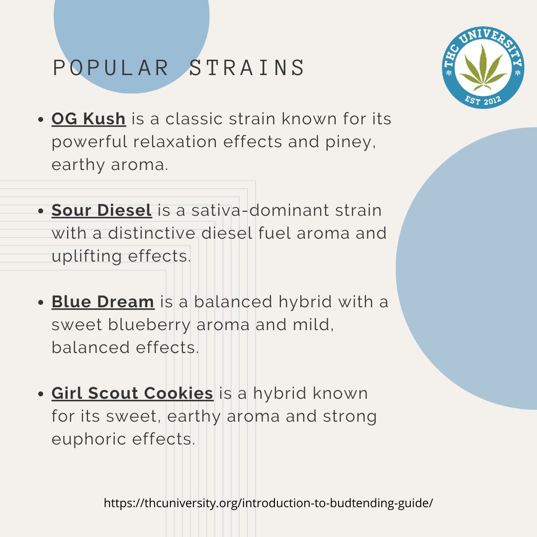 THC University tweet media