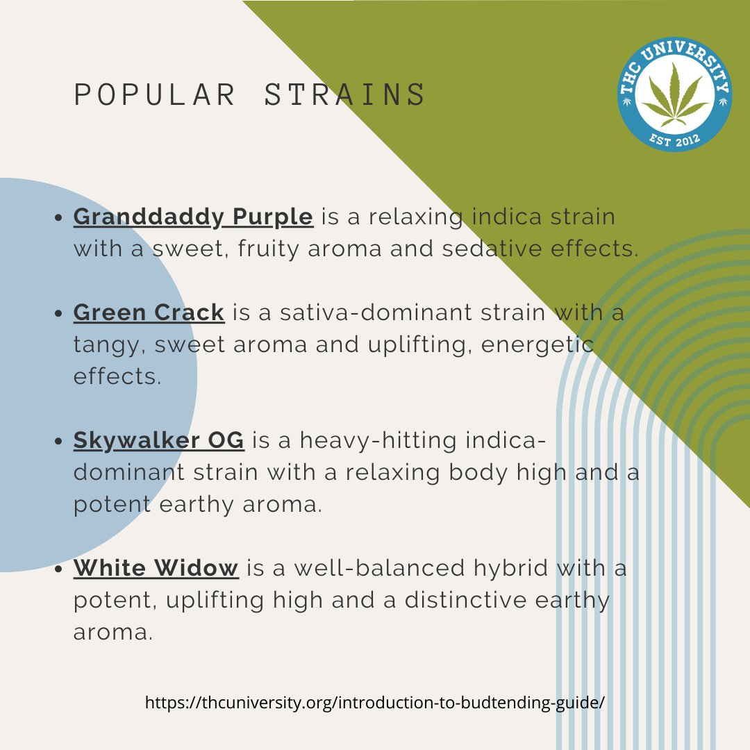 THC University tweet media