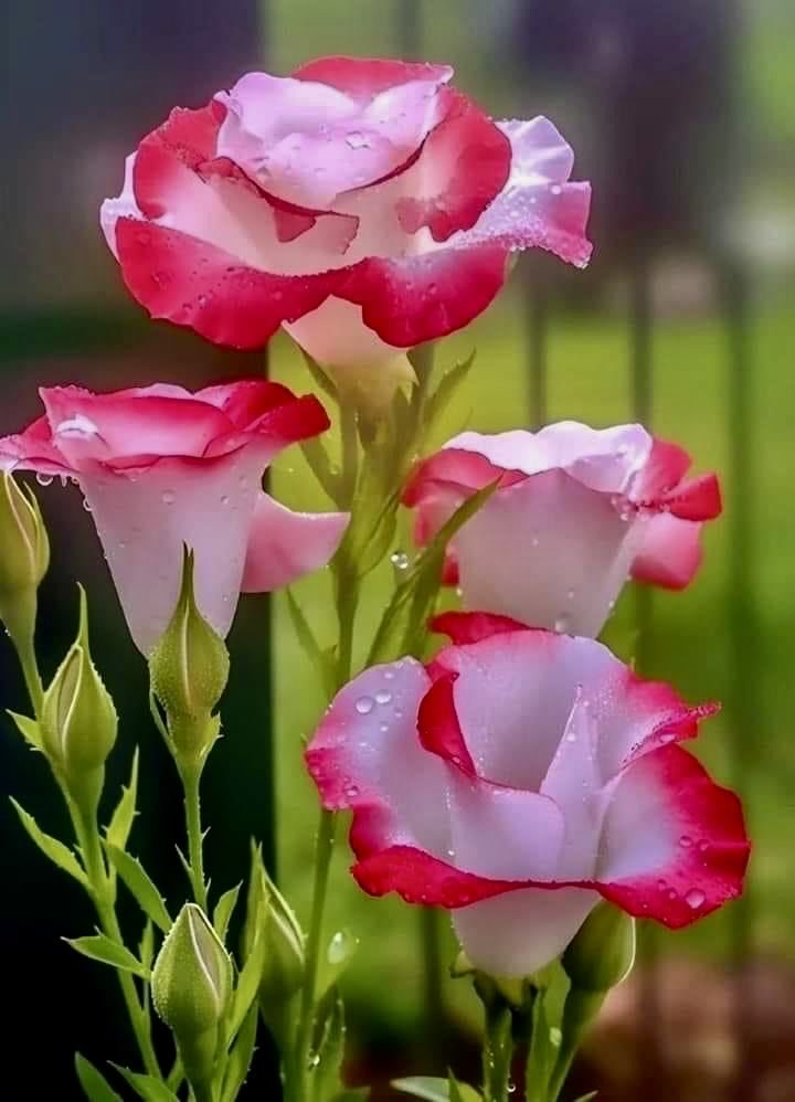 Raj Bakshi tweet media