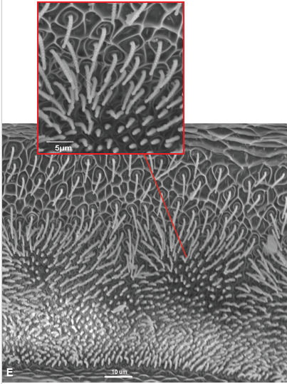AAS_arachnology's tweet photo. Deinopids use thousands of cribellar fibrils to make a sticky Velcro-like adhesive for their capture webs. Feast your eyes on the multitude of minuscule spigots on the cribellum. https://t.co/I0I1EevPlj