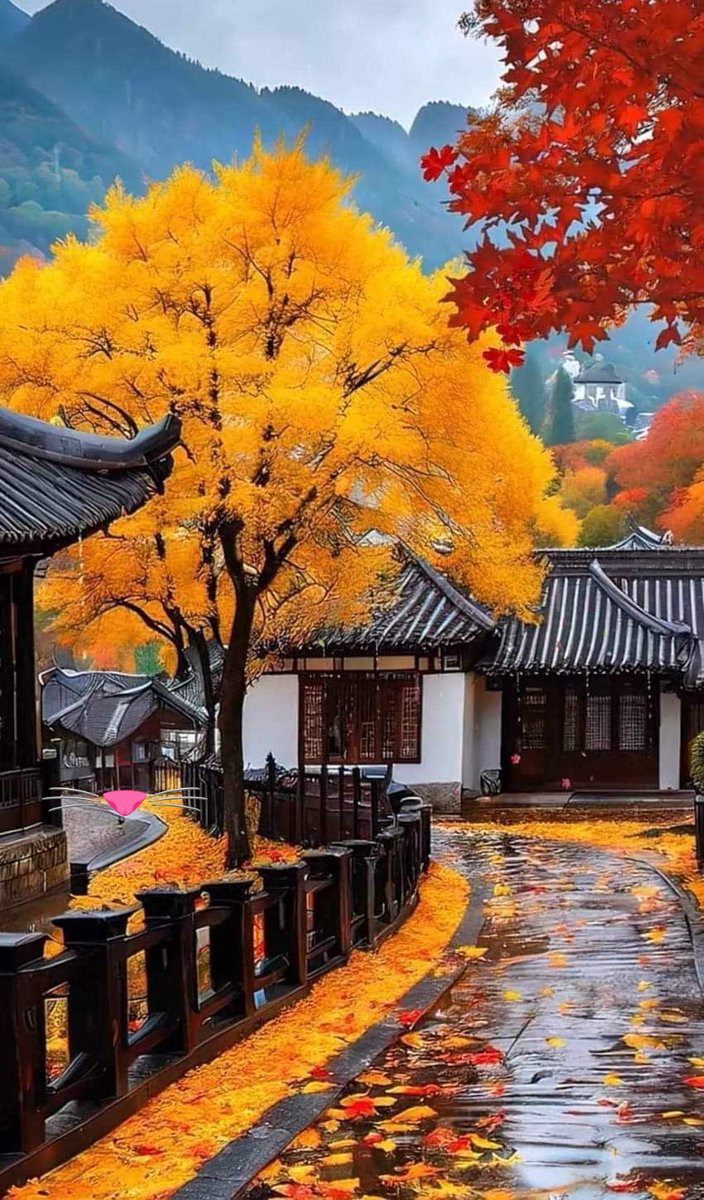 A week of peace for everyone 🌼🍁🍂