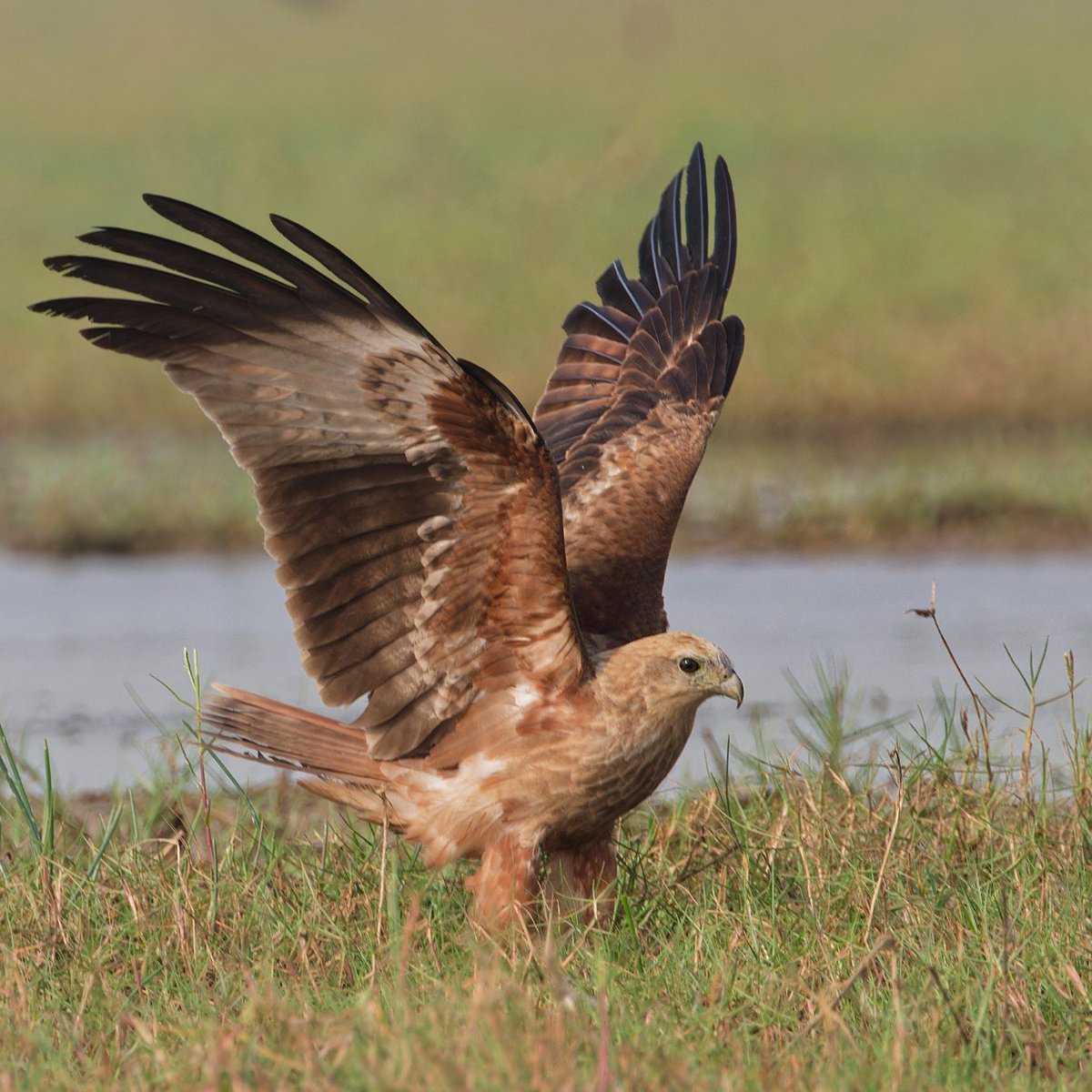 An immature Brahminy Kite (Haliastur indus) hunting in the #Mangalajodi wetlands in #odisha #india. #IndiWild
#IndiAves #ThePhotoHour #BBCWildlifePOTD #natgeoindia