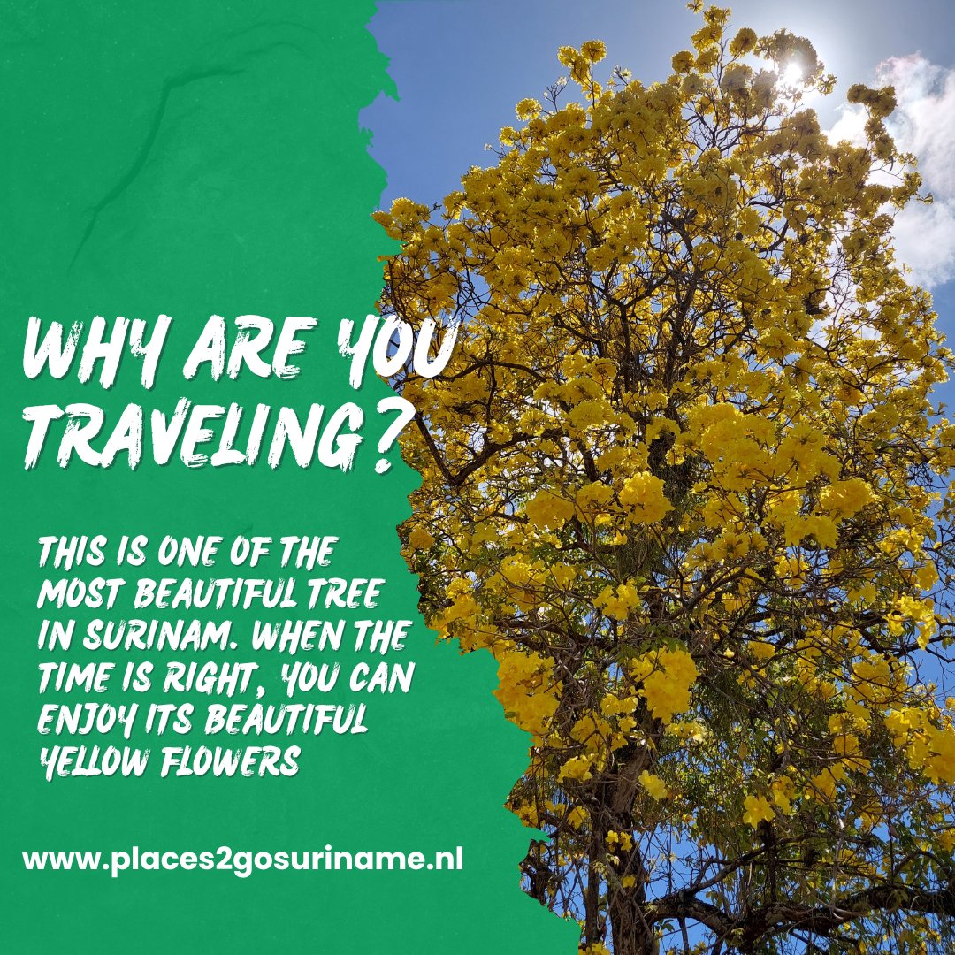 This is one of the most #beautiful #tree in #Surinam. When the time is right, you can #enjoy its beautiful #yellow #flowers
-
#beautifultree #beautifultree #beautifultravel #beautifulcountry #exotictour #exoticcountry #travellers #travellerview #treephotography #treephotographer