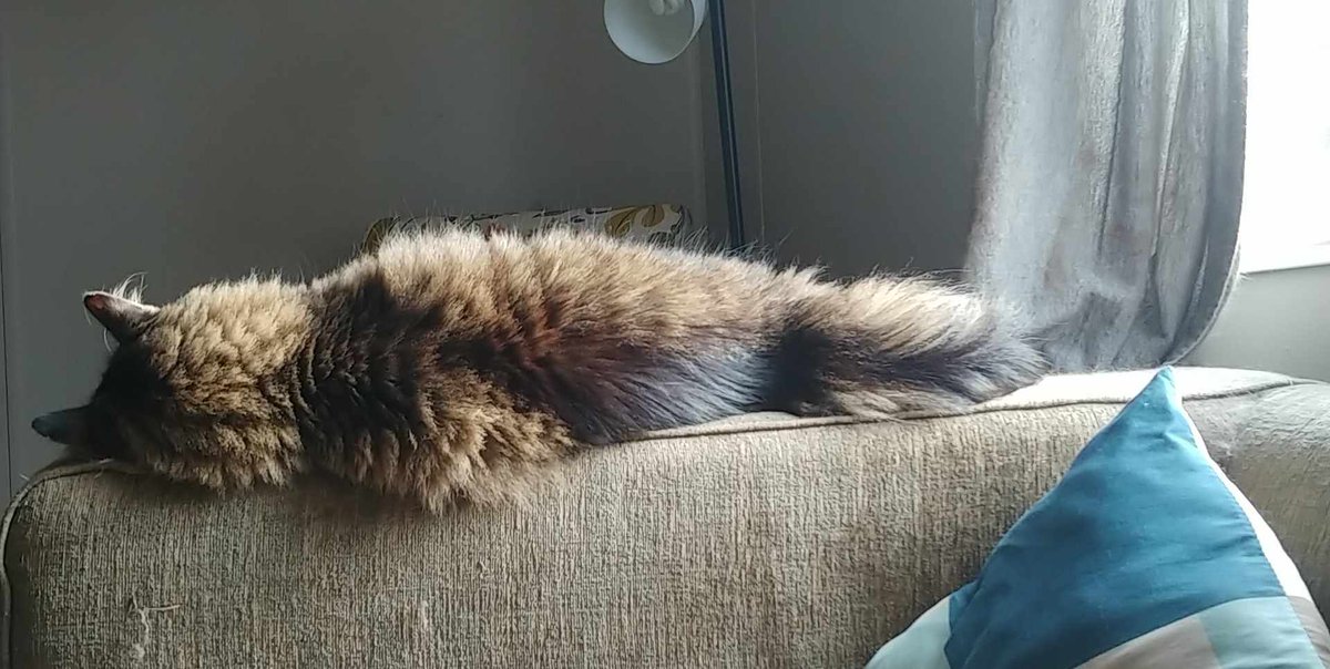 SwieFluLu's tweet photo. @KennyOmegamanX I trade you a photo of Scooby the cat for an autograph photo for my brother, deal? https://t.co/WYd4E81lJx