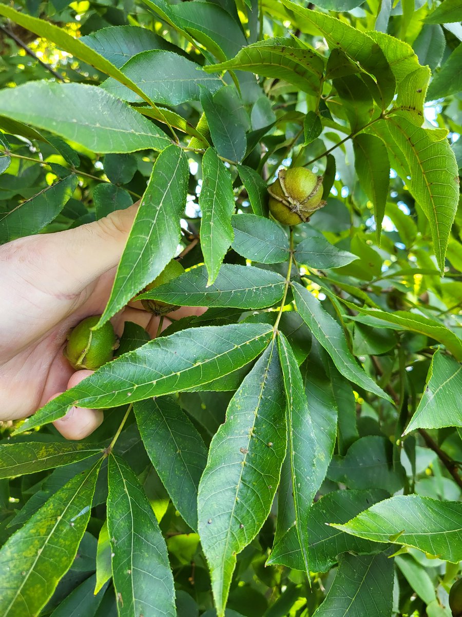 CardsDiego's tweet photo. Pecan tree in the park https://t.co/HJ8Eq35HY5