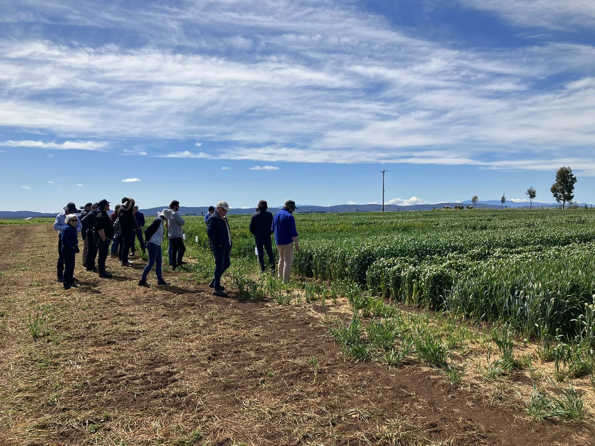 Stirlings2Coast's tweet photo. Checking out some winter wheats in the Tassie NVT - it would be interesting to bring some West and give them a crack! Tassie can keep the stripe rust though! #GRDCStudyTour #SWgoesSE https://t.co/hvcj4GGz1g