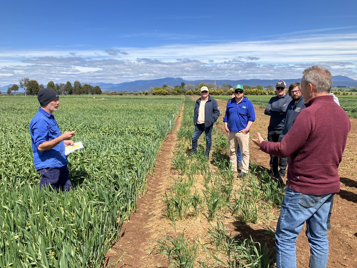 Checking out some winter wheats in the Tassie NVT - it would be interesting to bring some West and give them a crack! Tassie can keep the stripe rust though! #GRDCStudyTour #SWgoesSE