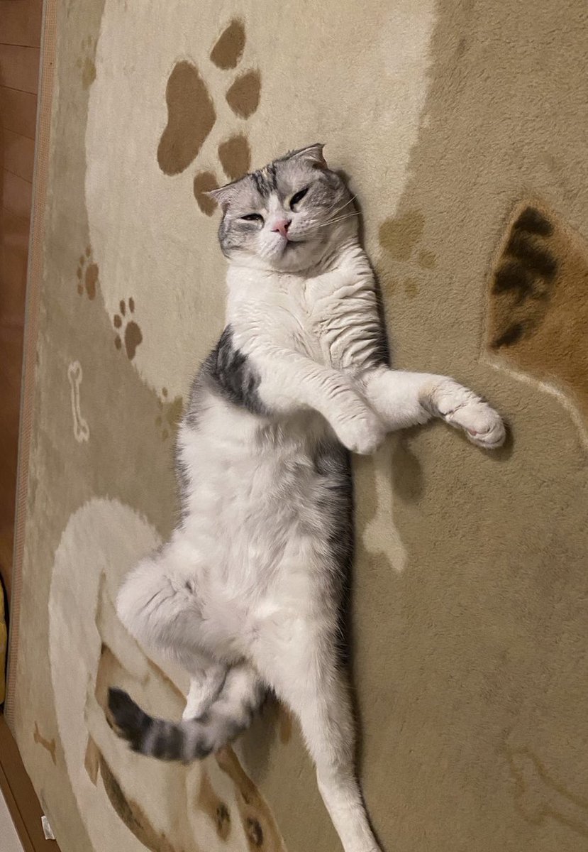 今週もよろしくニャンฅ^•ω•^ฅ🐾

 #猫
 #スコティッシュフォールド
 #猫のいる幸せ
💞(*˘︶˘*).｡.:*♡🍀*゜