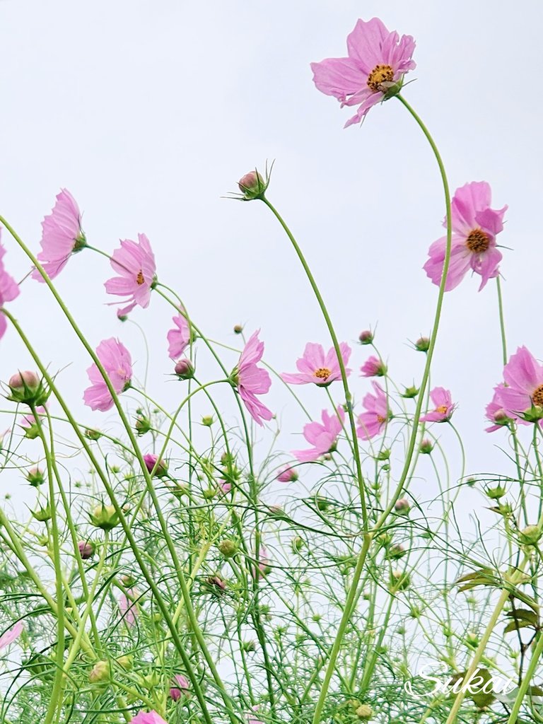 こんにちは～☁️今日は朝から雲って肌寒いです。雨は降ってません🌧️
お昼のコスモスの癒しを😊🌼

午後から素敵なお時間を☕🍁
