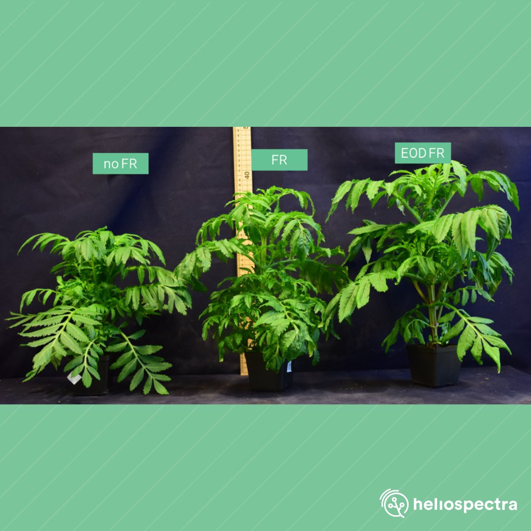 Heliospectra's tweet image. Far-red light can be provided to the plants at different timings like end-of-day (EOD) FR or constant FR in the spectrum. It can also be used at different times during production. Take a closer look at the potential of using #farred with #LEDtech 👉 hubs.li/Q023vCc40