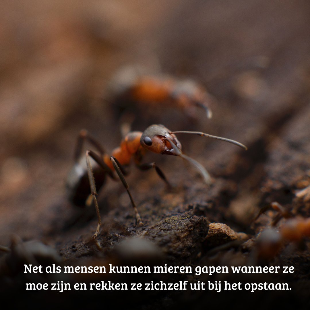𝐖𝐢𝐬𝐭 𝐣𝐞 𝐝𝐚𝐭?

〰️ #Regenwormen bewegen zich voort door middel van borstels en kunnen zichzelf in de grond vastzetten om te ontsnappen aan vogels.

🐌 De meeste #slakken zijn hermafrodiet, dit betekent dat ze zowel mannelijke als vrouwelijke geslachtsorganen bezitten.