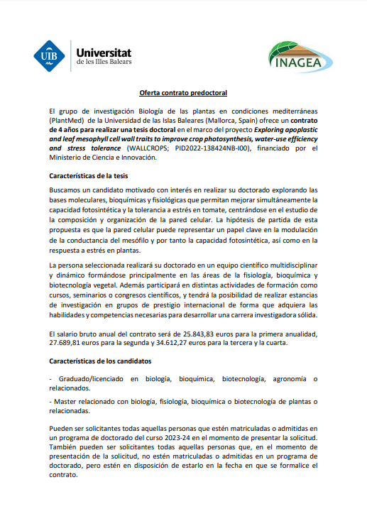 PlantMedUIB's tweet photo. Oferta de contrato predoctoral asociado al proyecto"Exploring apoplastic and leaf mesophyll cell wall traits to improve crop photosynthesis, water-use efficiency and stress tolerance" en la @UIBuniversitat  (Mallorca, Spain). https://t.co/y7E7kUdHxM
