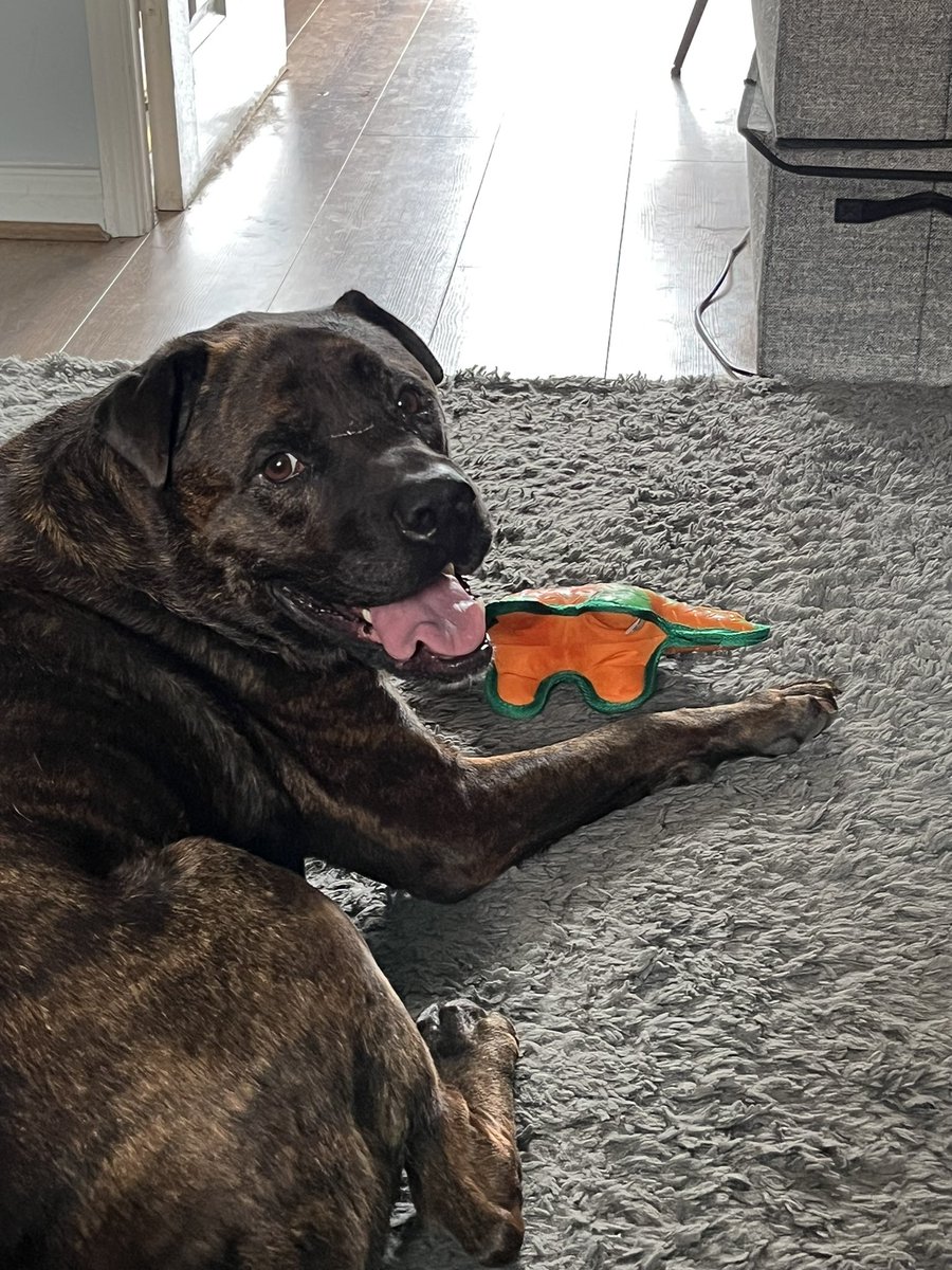 AdamGrovesyMOT's tweet photo. @DogLovers03 My boy! Totally agree! Hope you get better soon lad! https://t.co/D7pgNXgHt7