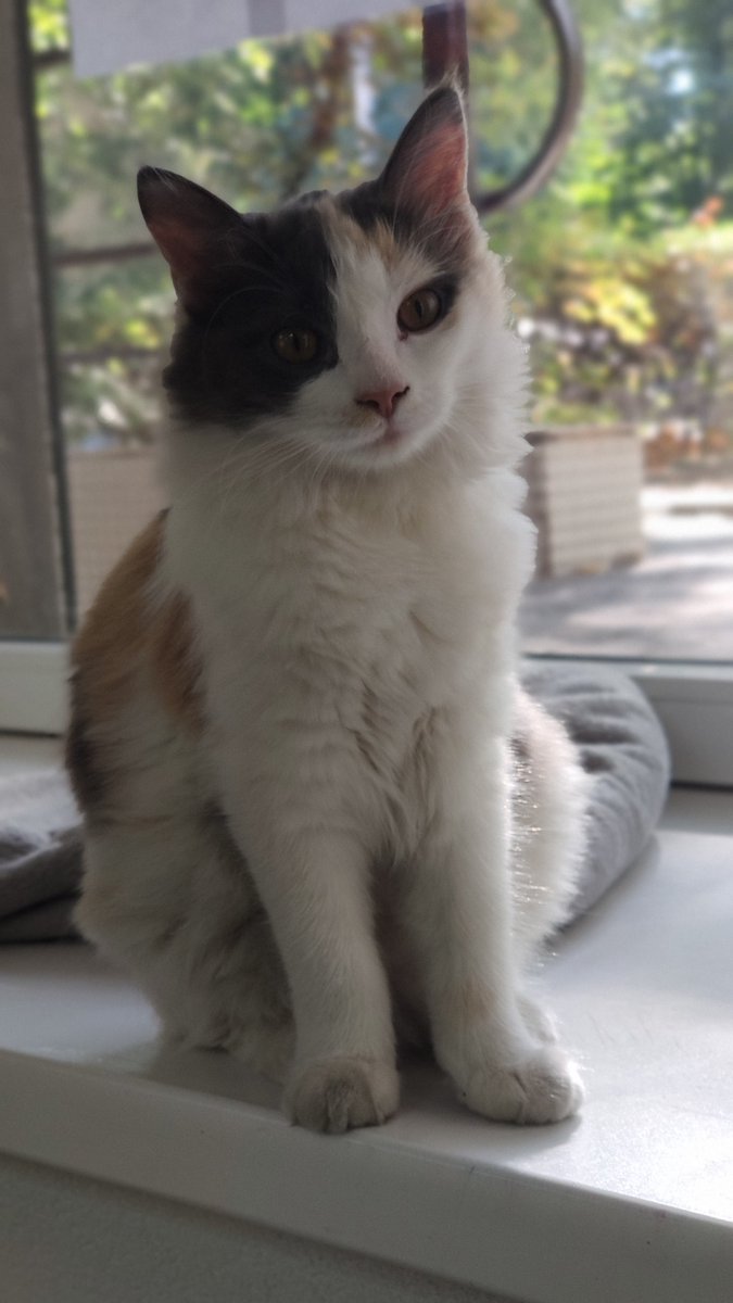 Gm dears💛
#NFTCommunity
#NFTartists
#goodmorning