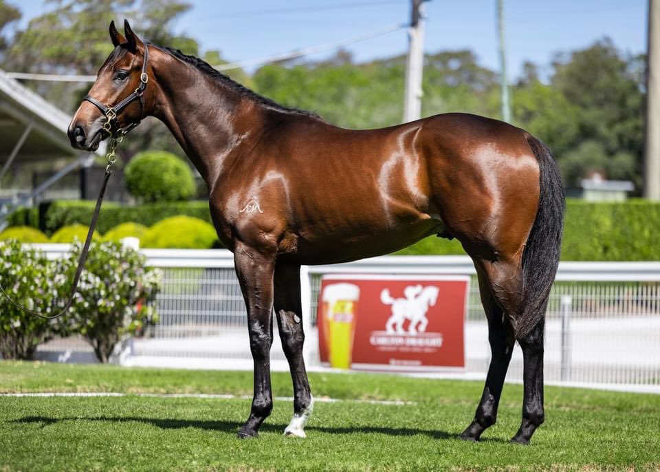 TivertonR2R's tweet photo. Lot 9 - NICCONI x WATER OF LIFE Colt
@inglis_sales @widdenstud #inglisready2race 

The family of Dash Of Scotch (By Blessington) - The Cleaner, Private Nip, Twenty Grand, Strait Dash, Yomee &amp; And Beyond. 

#nicconi 773 Runners, 559 winners, 27 stakes winners.

#TivertonBloodstock https://t.co/YEh7flozzu