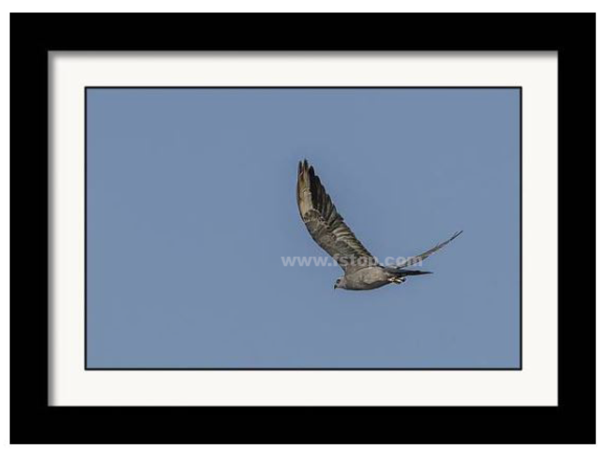 Mississippi kite in Blue Sky!

fineartamerica.com/featured/missi…

#wildvisiondotcom
#puttaswamyravishankar
#perfectgift #ಪುರಶಂ #fstopdotcom #bangaloredotcom #nature #naturephotography #BuyIntoArt #AYearForArt #Art #cosmictouchdotcom #visualrhythmcampus