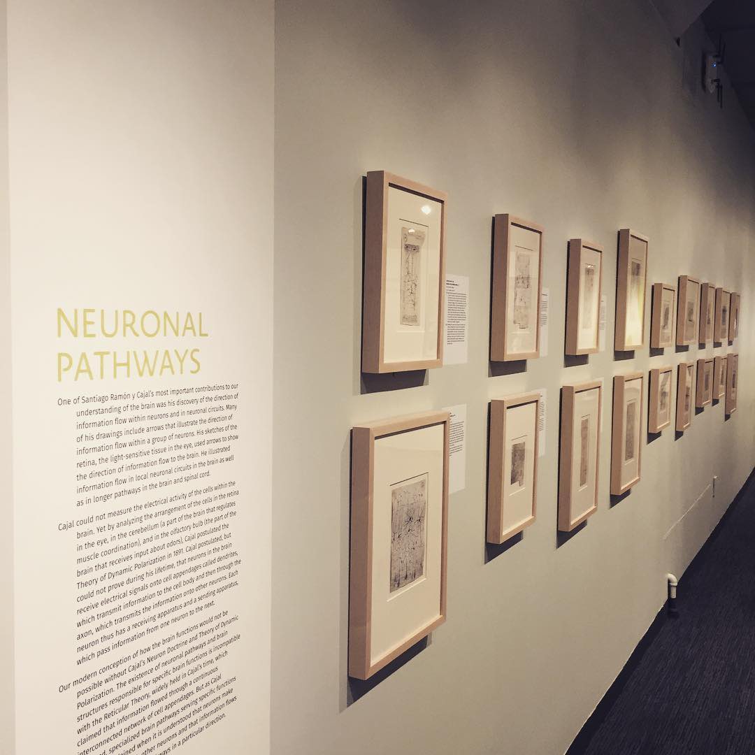aperetMD's tweet photo. @_valentinalolli @GDunnArt These remind me of Cajal’s drawings that I first encountered while visiting the MIT Museum in Boston in 2018 (first picture). Excellent artwork. @S358Alma you’d love one of those, let’s win it! https://t.co/CU5anFJ04l