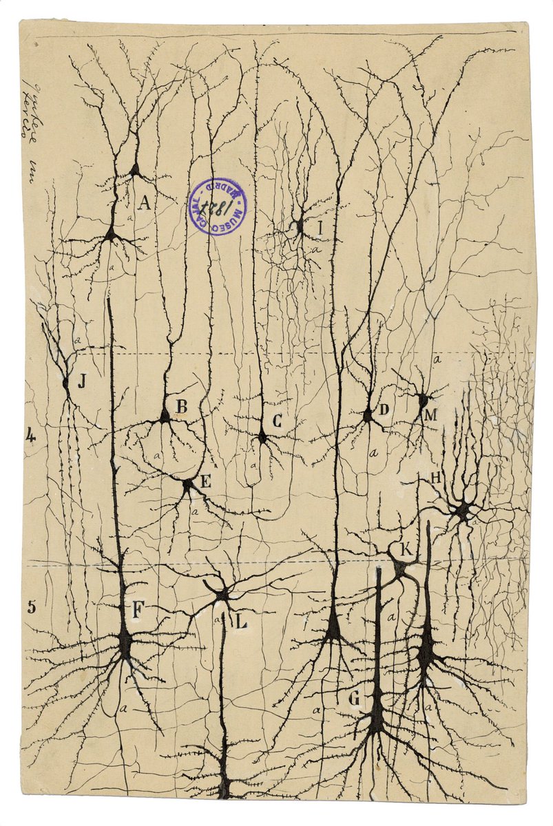 aperetMD's tweet photo. @_valentinalolli @GDunnArt These remind me of Cajal’s drawings that I first encountered while visiting the MIT Museum in Boston in 2018 (first picture). Excellent artwork. @S358Alma you’d love one of those, let’s win it! https://t.co/CU5anFJ04l