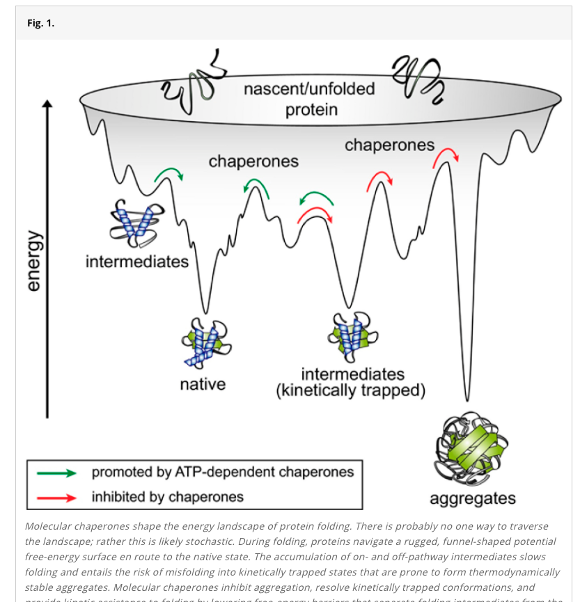 andybeega's tweet photo. Really cool and accessible article on Google Deep Mind's AlphaFold and protein folding, explaining what the problem is and why recent advances are important and impressive. Something I otherwise know nothing about. 

https://t.co/bzXMjLWpcF https://t.co/LKJV5gBxfS