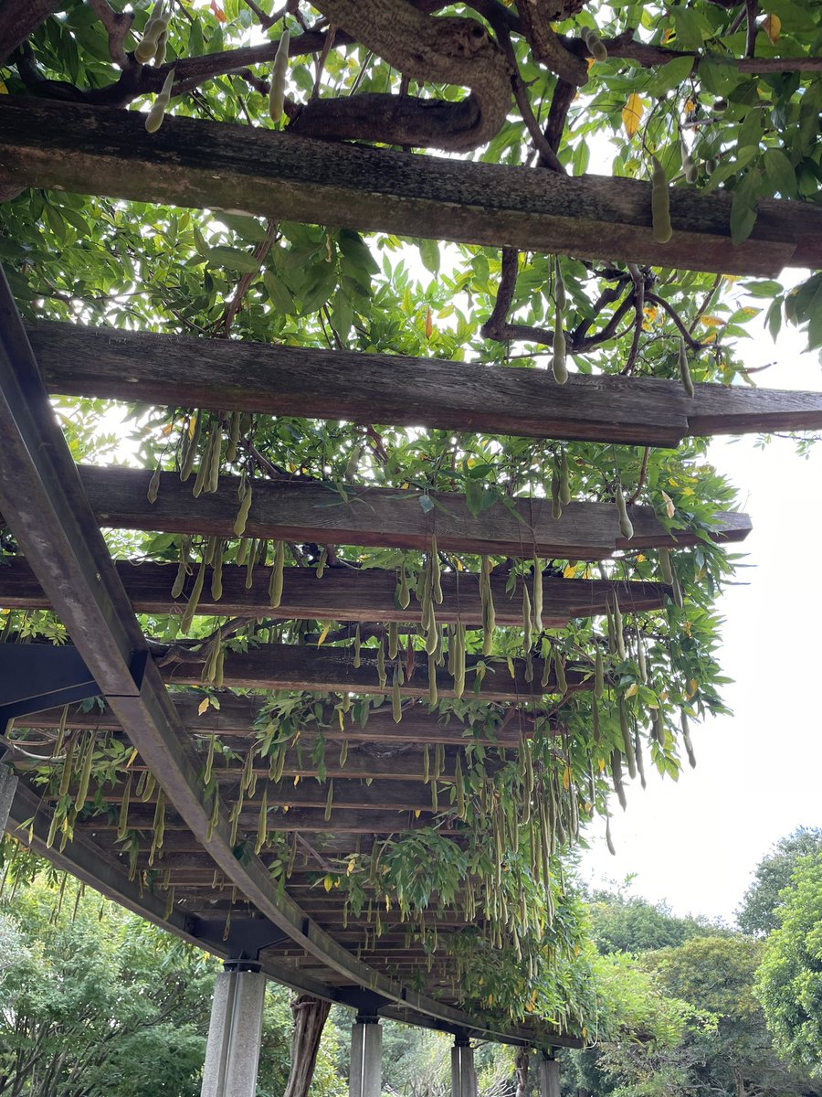 今日も朝散歩してきました♪藤の実✨