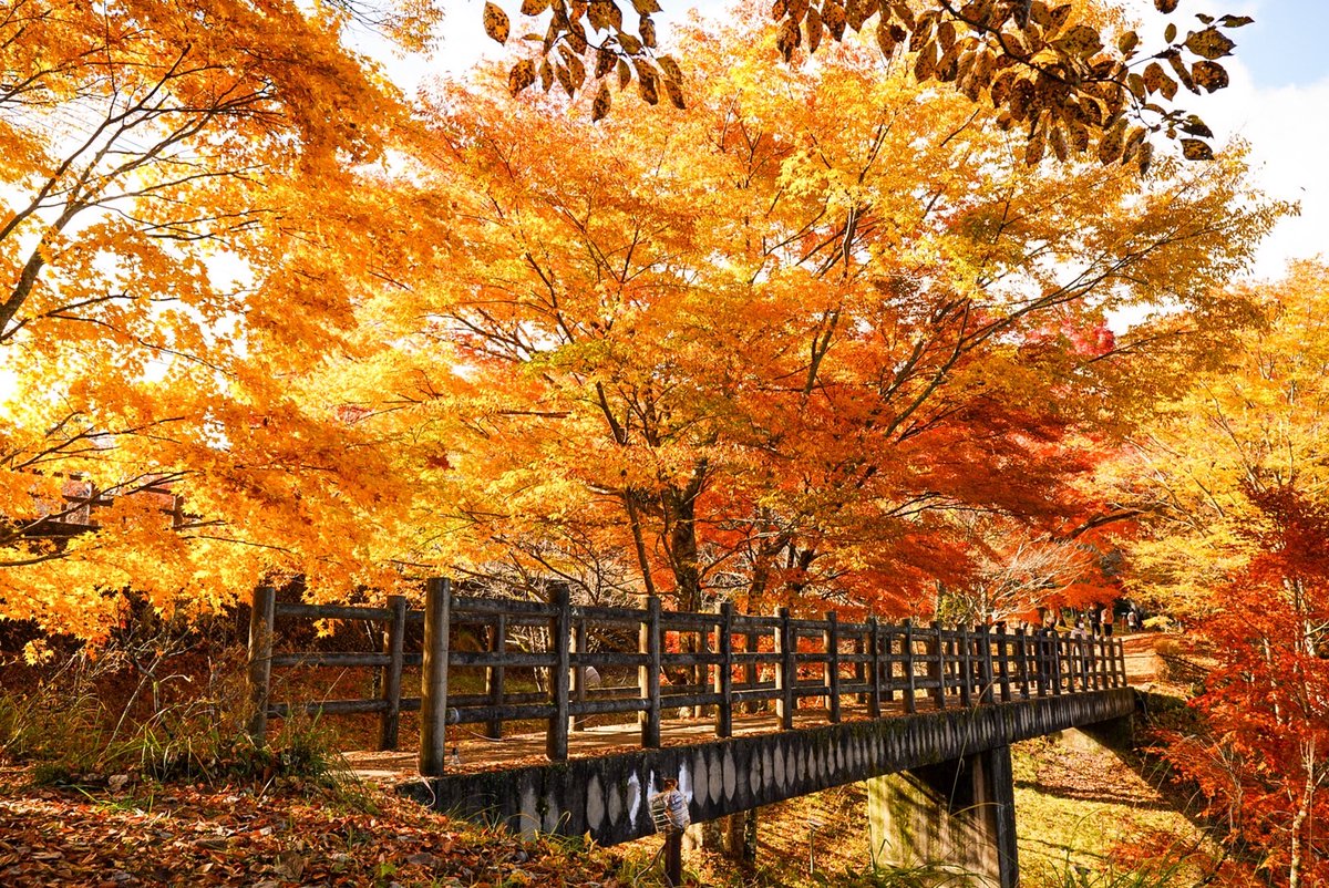 yamanakakokanko's tweet photo. 🍁山中湖夕焼けの渚紅葉まつり🍁
昨年は過去最高の12万人の来場者となった紅葉まつりが今年も開催！
旭日丘緑地公園をメイン会場に紅葉回廊をライトアップします！

期間10月27日(金)～11月12日(日)
詳細や最新情報につきましては、公式HPにてお知らせしていきますので、続報をお待ちください📷 https://t.co/8C4WxDD5Qt