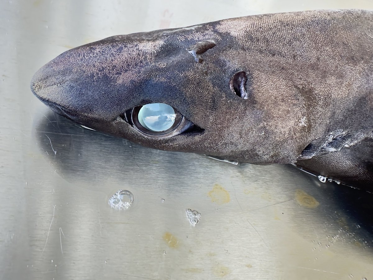 見る角度で瞳の色がここまで違う🦈 ①サガミザメ ②ユメザメ ③