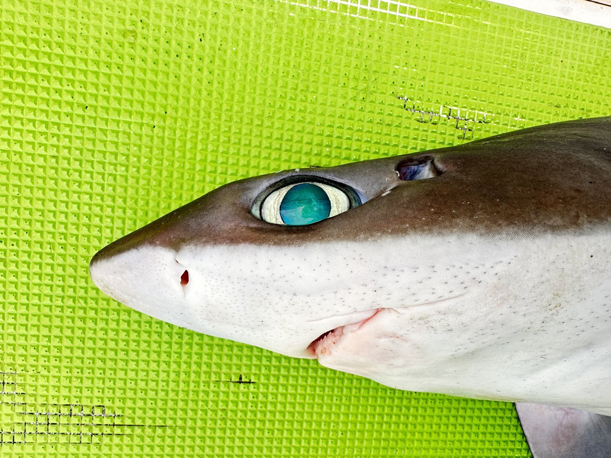 見る角度で瞳の色がここまで違う🦈 ①サガミザメ ②ユメザメ ③