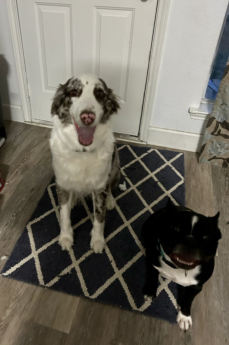 Today is my 3rd Birthday! Moms been working a lot so hadn’t posted much but she couldn’t forget my Birthday 🥳 I got a donut and a I have a big bone 🦴 for tmrw. #dogsoftwitter