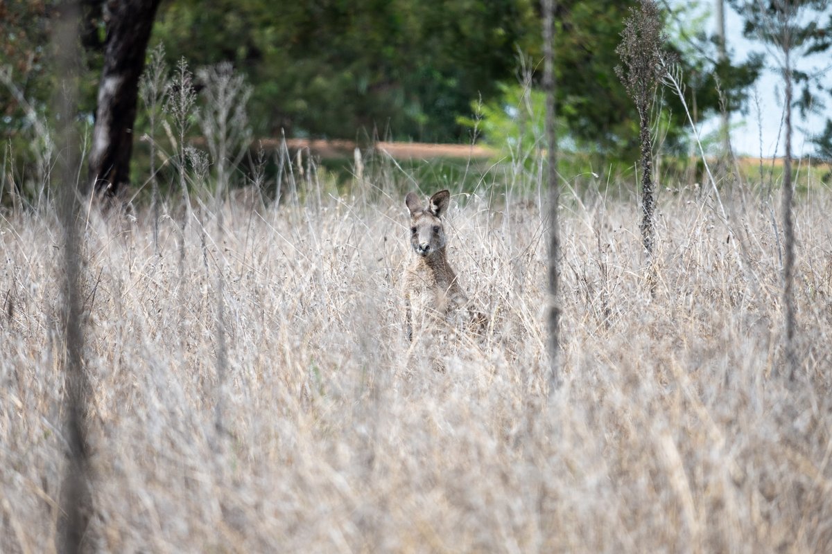 ACCC_4Pillars's tweet photo. A couple of animals seen in and around the bible gardens and native grasslands today in the grounds of the ACC&amp;C. If you're quiet, you can sometimes see hares too - but they were hiding today. https://t.co/ubeuzt70b3