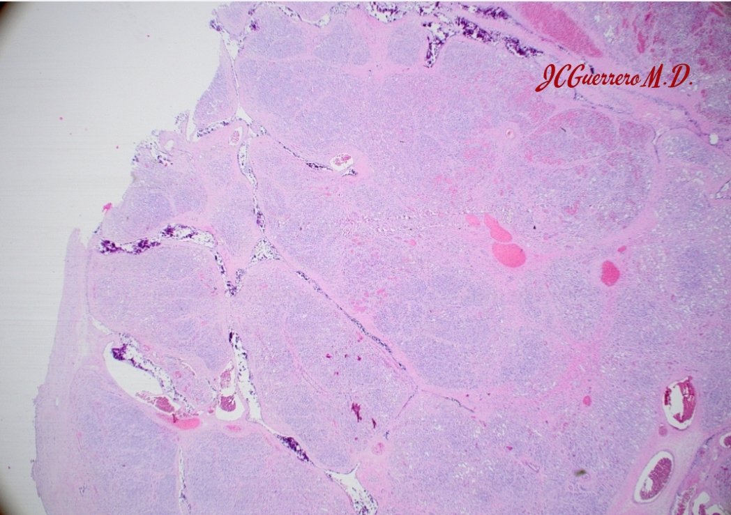 Jessenia Guerrero MD tweet media