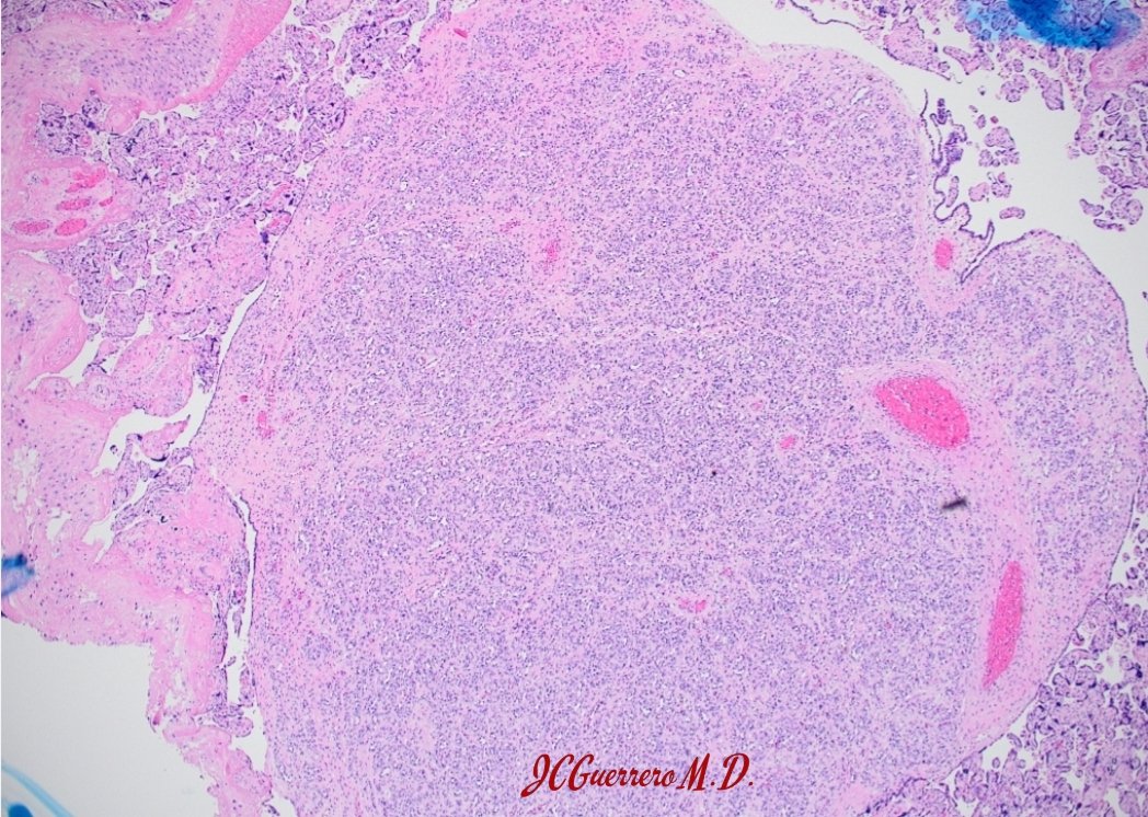 Jessenia Guerrero MD tweet media