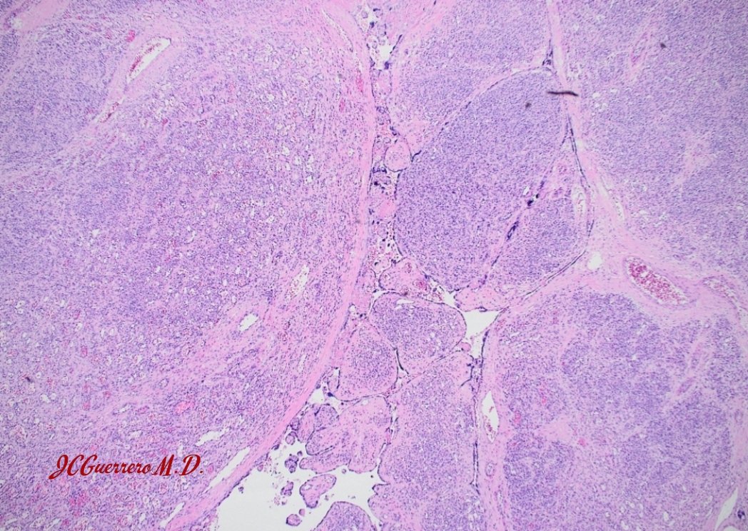 Jessenia Guerrero MD tweet media