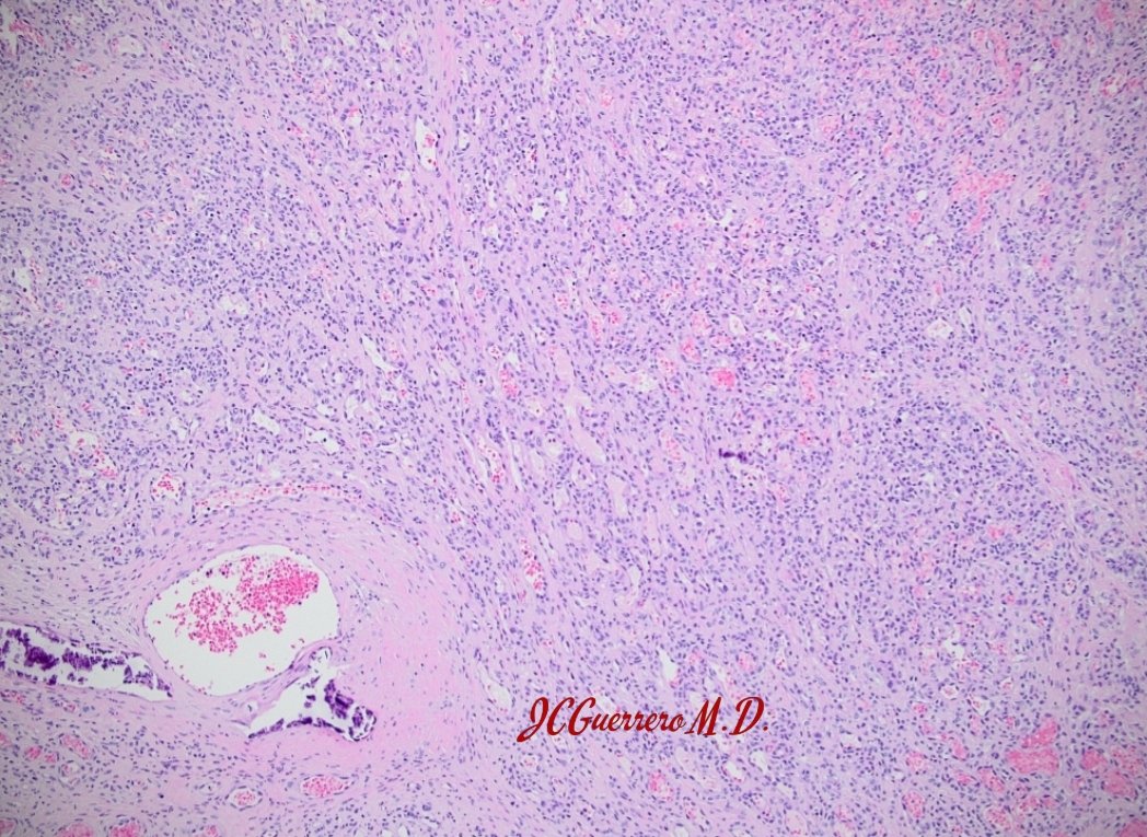 Jessenia Guerrero MD tweet media