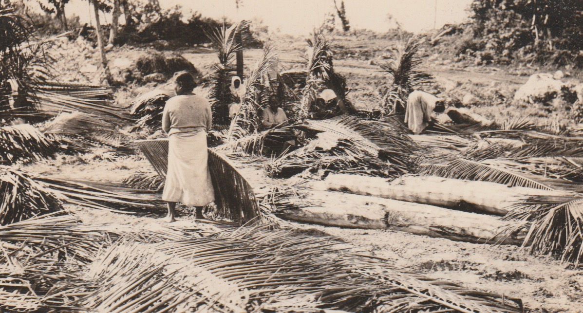 guammuseum's tweet photo. CHamoru women preparing higai or thatch in 1945. The leaves would be used in a balangai or gupot higai, a large scale gathering where families and neighbors would work together to repair the roofs for their homes. https://t.co/scihRrCRAF