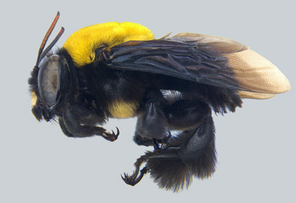 Zootaxa's tweet photo. #Newspecies of Centris (Xanthemisia) Moure from the Mesoamerican Dominion and the Mexican Transition Zone (#Hymenoptera: Apidae)
https://t.co/Jk1Q7At9aj 
#Taxonomy https://t.co/O1FAaUXCqF