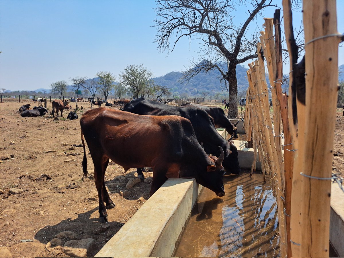 AquaZim's tweet photo. In times like these, when climate change induced high temperatures cause  natural water bodies to dry up, the @WFP_Zimbabwe Food Assistance For Assets programme funded by @UsaidZimbabwe and @theGCF is addressing the shortage of water for livestock by constructing water troughs. https://t.co/QmW0FdwSd8