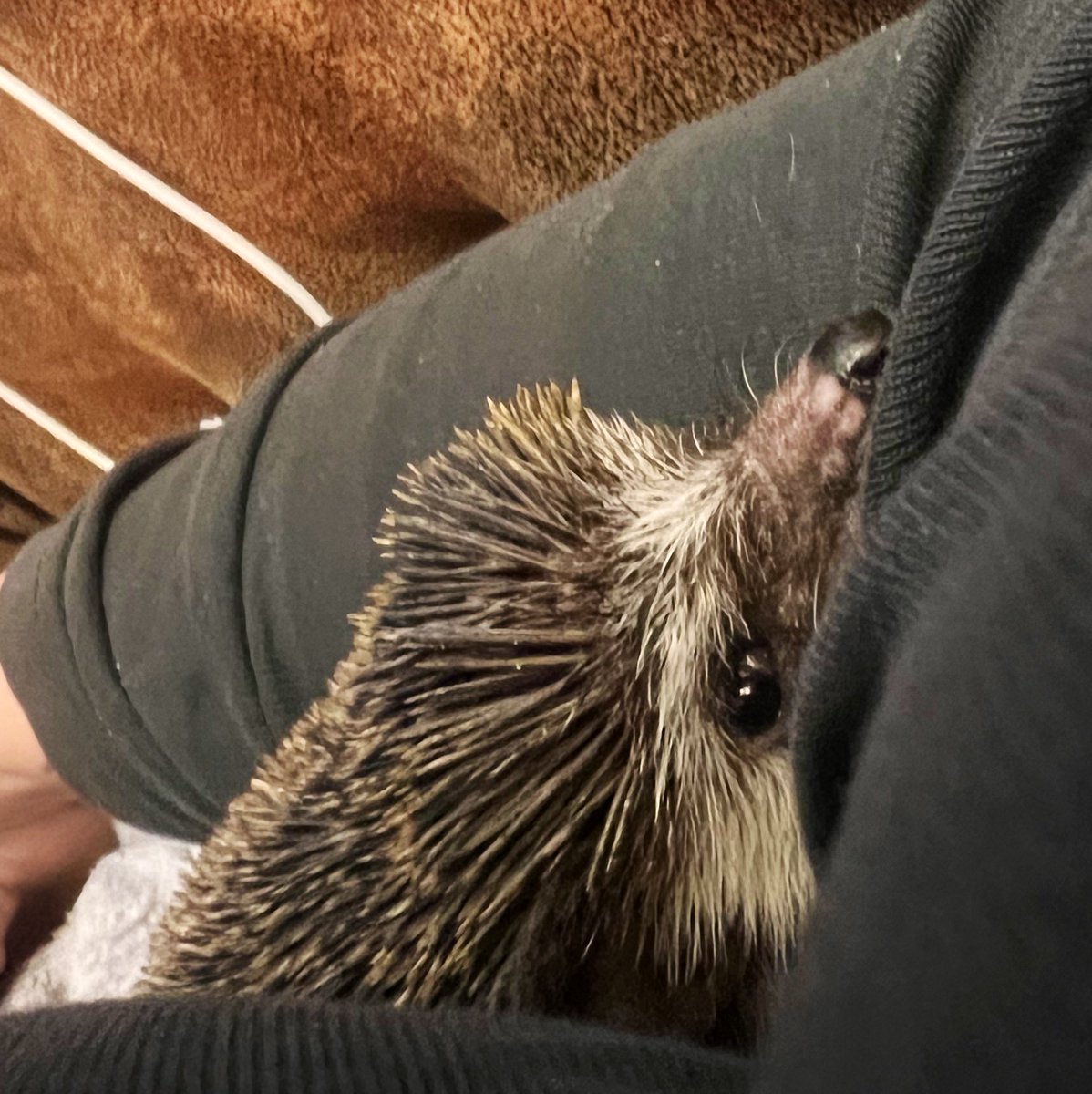 Mind Freak tweet media