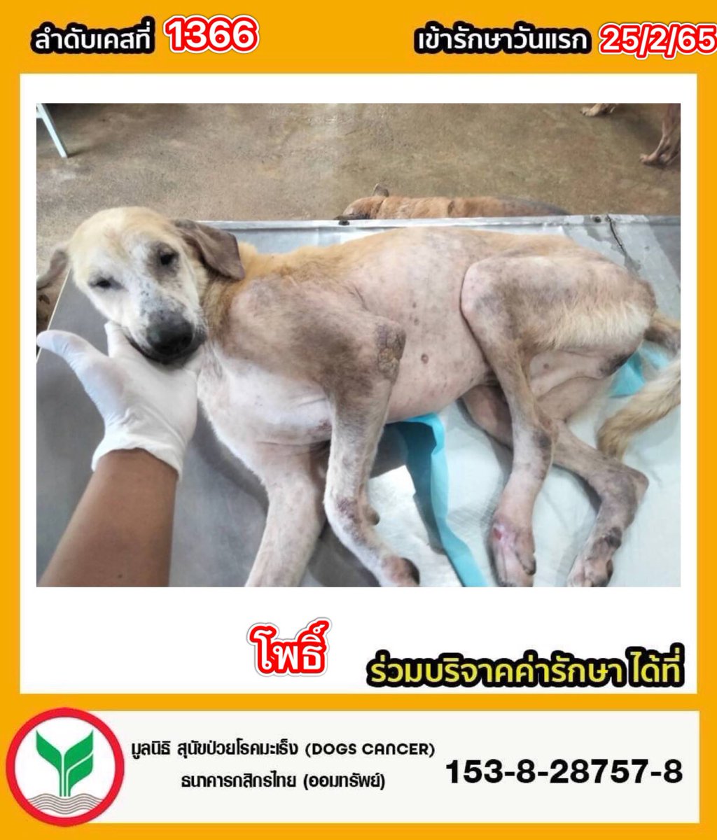 DogsCancer's tweet photo. 🔺โพธิ์ ลำดับที่1366 เข้ารักษาวันที่25-02-65 นน.19.8kg. เพศผู้
#อัพเดตอาการวันที่ 27-09-66 เช็ดทำความสะอาดแผลบริเวณเท้า การอักเสบลดลง   ความกว้างของแผลก็แคบลง โพธ์ทานอาหารได้ ขับถ่ายปกติ 
⚠️ #มาด้วยอาการมีก้อนเนื้อที่อวัยวะเพศ ปริ้นดันทะลักออกมา มีเลือดหยดตลอดเวลา และส่งผลให้เวลาที่ปัสสาวะโพธิ์จะร้องทรมานมาก มีอาการแสบร้อน เบื้องต้นคุณหมอตรวจเลือด ตรวจไข้หัด และจากผลเลือดคุณหมอตรวจพบว่ามีเชื้อพยาธิเม็ดเลือดชนิด microfillariae brugia ก่อให้เกิดโรคเท้าช้าง จึงให้ยารักษาพยาธิเม็ดเลือด ยาลดอักเสบ ยาปฎิชีวนะ ยาบำรุงร่างกายต่างๆ เพื่อตรวจเลือดซ้ำภายในหนึ่งสัปดาห์
#ผลเลือด 
•เม็ดเลือดขาว สูงนิดหน่อย
•เม็ดเลือดแดง ปกติ
•เกล็ดเลือด ต่ำ
•ค่าตับ ปกติ 
•ค่าไต ปกติ 

#ร่วมบริจาคช่วยสุนัขป่วยโรคมะเร็ง
📌มูลนิธิ สุนัขป่วยโรคมะเร็ง(Dogs 
Cancer) 
 ธนาคาร  : กสิกรไทย 
เลขบัญชี  : 153-828757-8

📌มูลนิธิ เลขที่ 5/2566

📞 ติดต่อมูลนิธิฯ 
โทร : 064-2463664

🔹-Line id : @dogscancer
https://t.co/vZhyIvvKyd 

🔹-Instagram : dogscancerfoundation 

🔹-ติดต่อเพจฯ Inbox 👇
https://t.co/xUqppbWORg. 

🔹-หรือสำหรับเยี่ยมชมเพจฯ👇
https://t.co/5bhEYjAgPs.  

 ❗️#ปัจจุบันทางเพจมีเคสที่รับผิดชอบและรักษาอยู่จำนวนมากเกือบ #142ชีวิต ยอดบริจาคที่เกินในแต่ละเคส สามารถช่วยเหลือช่วยเหลือค่ารักษาในเคสอื่นๆค่ะ 🙏🙇‍♀️

#ไลฟ์สดวันที่เข้ารับการรักษา
https://t.co/NMlqFyx5GS 
#อัลบั้มและประวัติการรักษาของโพธิ์👇
https://t.co/ShxvgqRBkb