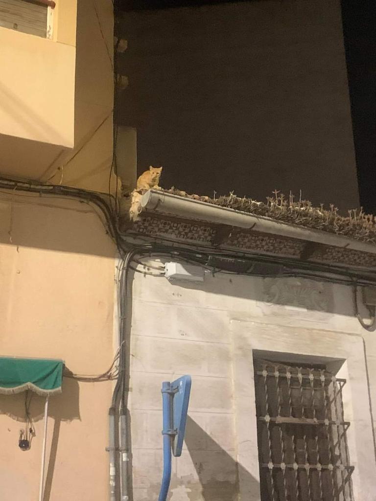 SilviaMylo's tweet photo. Gato atrapado en el tejado, lleva un par de días, maúlla pidiendo ayuda. Hemos intentado subir con la escalera, pero no llegamos. Ayudadle, por favor 🙏🏻Calle Capitán Hernández Mira 23/25,  03004, Alicante https://t.co/n1AWheD4Fh
