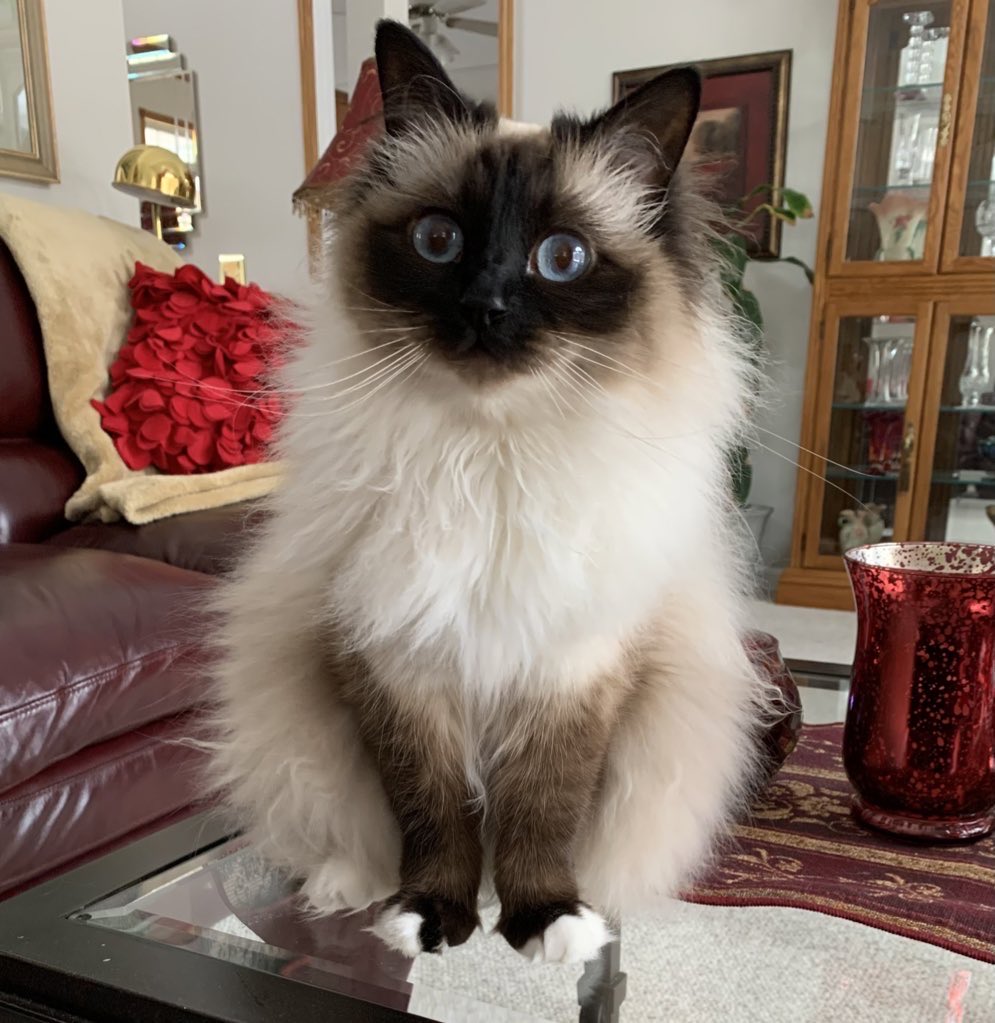 ElizGriff2016's tweet photo. #PhotoChallenge2023September Day 26 Pancakes. Umm…..do those pancakes come with tuna chips?
♥️💋Cali💋♥️ #CatsOfX https://t.co/5ScnKm3axY