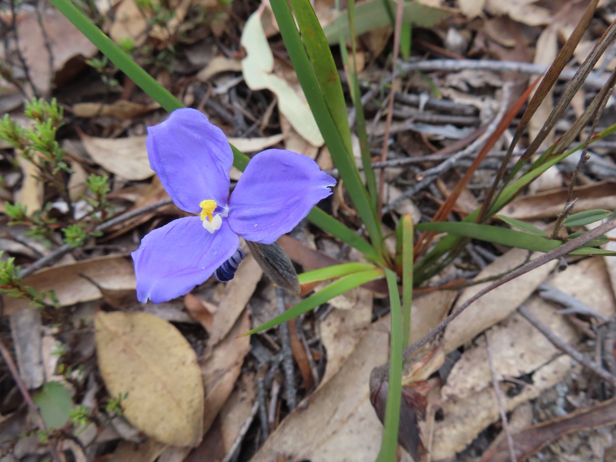 Silky Purple-flag or Patersonia sericea now in flower at Bombay Reserve on the Shoalhaven River, NSW #Citizenscience #biodiversity @NatureMapr @CitSciOZ @NewSouthWales